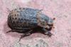 Trox hispidus